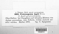 Cercospora apii image